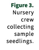 Figure 3. Nursery crew collecting sample seedlings.