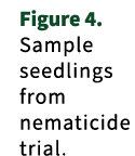 Figure 4. Sample seedlings from nematicide trial.
