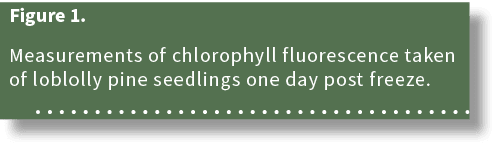 Figure 1. Measurements of chlorophyll fluorescence taken of loblolly pine seedlings one day post freeze. 