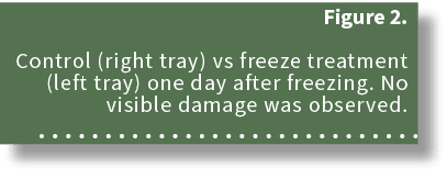 Figure 2. Control (right tray) vs freeze treatment (left tray) one day after freezing. No visible damage was observed. 