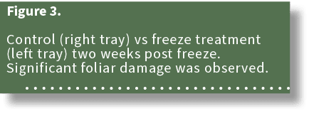 Figure 3. Control (right tray) vs freeze treatment (left tray) two weeks post freeze. Significant foliar damage was o...