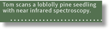 Tom scans a loblolly pine seedling with near infrared spectroscopy. 