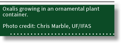 Oxalis growing in an ornamental plant container. Photo credit: Chris Marble, UF/IFAS 