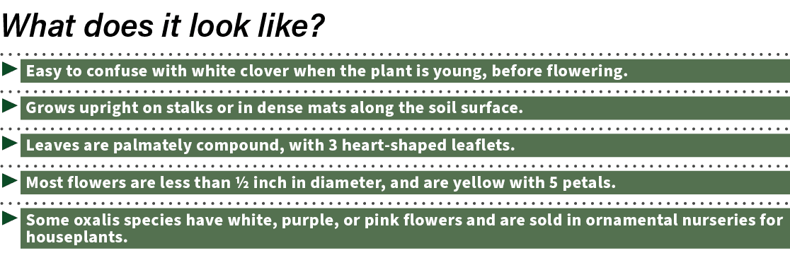  ▶ Easy to confuse with white clover when the plant is young, before flowering. ▶ Grows upright on stalks or in dense...