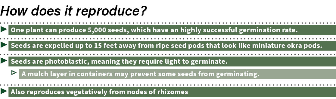  ▶ One plant can produce 5,000 seeds, which have an highly successful germination rate. ▶ Seeds are expelled up to 15...