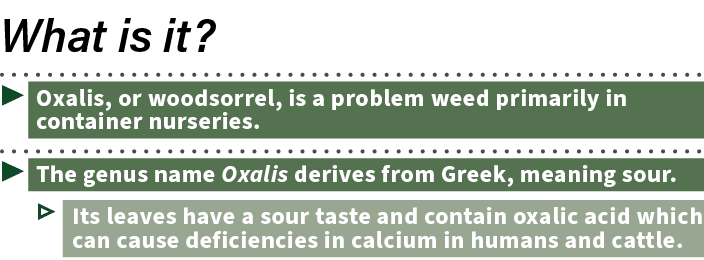  ▶ Oxalis, or woodsorrel, is a problem weed primarily in container nurseries. ▶ The genus name Oxalis derives from Gr...