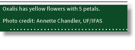 Oxalis has yellow flowers with 5 petals. Photo credit: Annette Chandler, UF/IFAS 