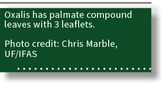 Oxalis has palmate compound leaves with 3 leaflets. Photo credit: Chris Marble, UF/IFAS 