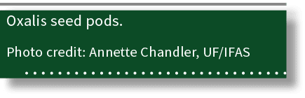 Oxalis seed pods. Photo credit: Annette Chandler, UF/IFAS 