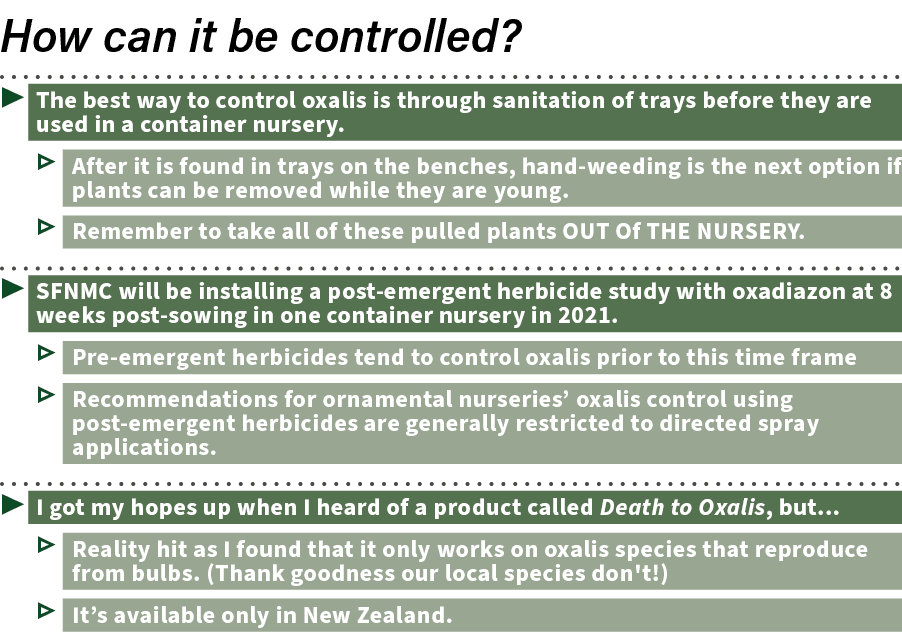  ▶ The best way to control oxalis is through sanitation of trays before they are used in a container nursery. ▷ After...