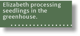 Elizabeth processing seedlings in the greenhouse. 