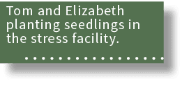 Tom and Elizabeth planting seedlings in the stress facility. 