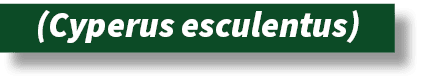 ﻿(Cyperus esculentus)