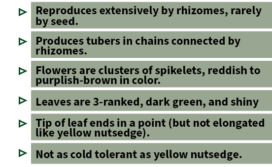 ▷ Reproduces extensively by rhizomes, rarely by seed. ▷ Produces tubers in chains connected by rhizomes. ▷ Flowers ar...