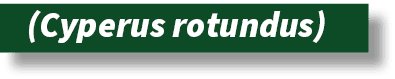 ﻿(Cyperus rotundus)
