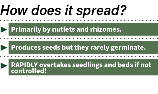 ▶ Primarily by nutlets and rhizomes. ▶ Produces seeds but they rarely germinate. ▶ RAPIDLY overtakes seedlings and be...