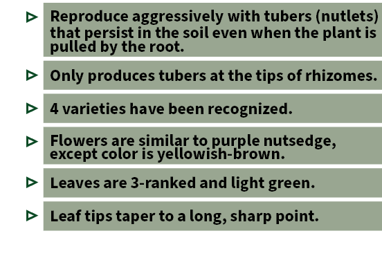 ▷ Reproduce aggressively with tubers (nutlets) that persist in the soil even when the plant is pulled by the root. ▷ ...