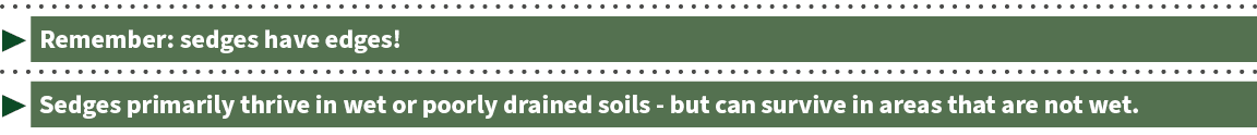 ▶ Remember: sedges have edges! ▶ Sedges primarily thrive in wet or poorly drained soils but can survive in areas that...