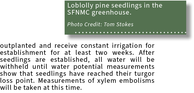 Loblolly pine seedlings in the SFNMC greenhouse. Photo Credit: Tom Stokes ,outplanted and receive constant irrigation...