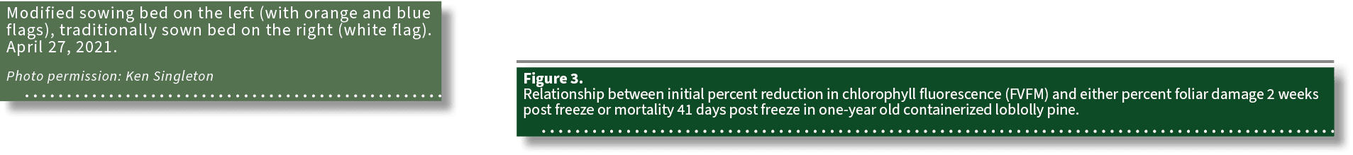 Modified sowing bed on the left (with orange and blue flags), traditionally sown bed on the right (white flag). April...