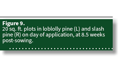 Figure 9. 20 sq. ft. plots in loblolly pine (L) and slash pine (R) on day of application, at 8.5 weeks post sowing.