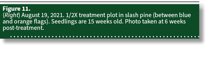 Figure 11. (Right) August 19, 2021. 1/2X treatment plot in slash pine (between blue and orange flags). Seedlings are ...