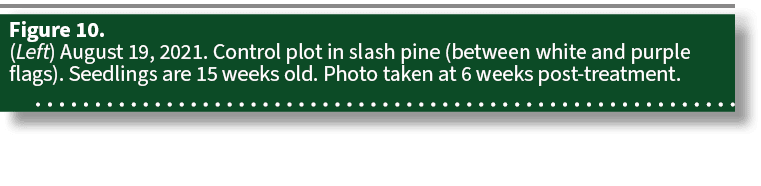 Figure 10. (Left) August 19, 2021. Control plot in slash pine (between white and purple flags). Seedlings are 15 week...