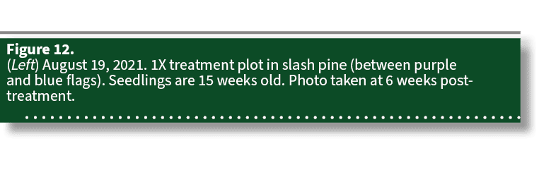Figure 12. (Left) August 19, 2021. 1X treatment plot in slash pine (between purple and blue flags). Seedlings are 15 ...