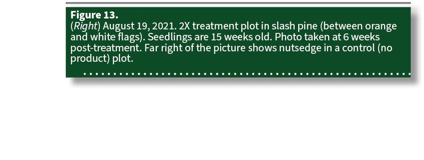 Figure 13. (Right) August 19, 2021. 2X treatment plot in slash pine (between orange and white flags). Seedlings are 1...