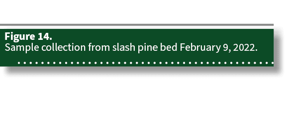 Figure 14. Sample collection from slash pine bed February 9, 2022.