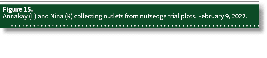 Figure 15. Annakay (L) and Nina (R) collecting nutlets from nutsedge trial plots. February 9, 2022.