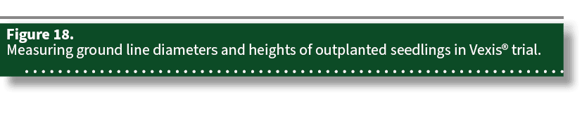 Figure 18. Measuring ground line diameters and heights of outplanted seedlings in Vexis® trial.