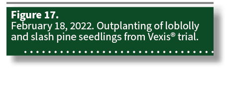 Figure 17. February 18, 2022. Outplanting of loblolly and slash pine seedlings from Vexis® trial.