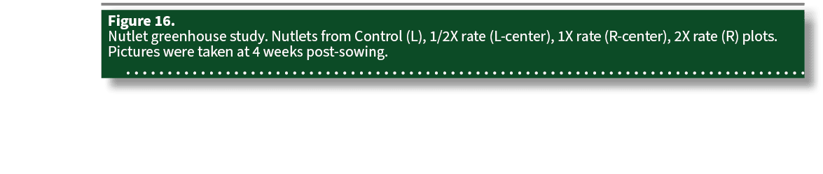 Figure 16. Nutlet greenhouse study. Nutlets from Control (L), 1/2X rate (L center), 1X rate (R center), 2X rate (R) p...