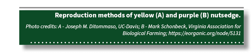 Reproduction methods of yellow (A) and purple (B) nutsedge. Photo credits: A Joseph M. Ditommaso, UC Davis; B Mark Sc...