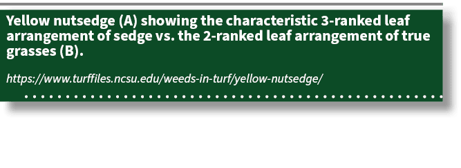 Yellow nutsedge (A) showing the characteristic 3 ranked leaf arrangement of sedge vs. the 2 ranked leaf arrangement o...