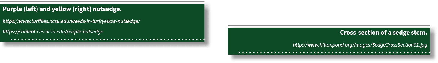 Cross section of a sedge stem. http://www.hiltonpond.org/images/SedgeCrossSection01.jpg ,Purple (left) and yellow (ri...