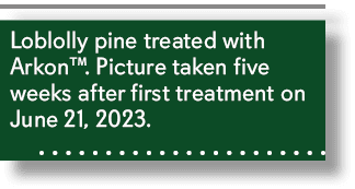 Loblolly pine treated with Arkon™. Picture taken five weeks after first treatment on June 21, 2023. 