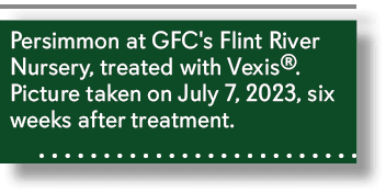 Persimmon at GFC's Flint River Nursery, treated with Vexis®. Picture taken on July 7, 2023, six weeks after treatment. 