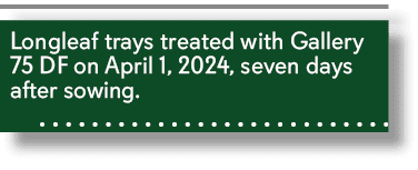 Longleaf trays treated with Gallery 75 DF on April 1, 2024, seven days after sowing. 