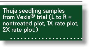 Thuja seedling samples from Vexis® trial (L to R = nontreated plot, 1X rate plot, 2X rate plot.) 