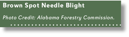 Brown Spot Needle Blight Photo Credit: Alabama Forestry Commission. 