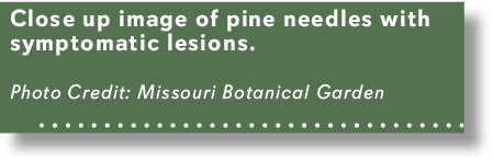 Close up image of pine needles with symptomatic lesions. Photo Credit: Missouri Botanical Garden 