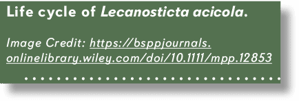 Life cycle of Lecanosticta acicola. Image Credit: https://bsppjournals.onlinelibrary.wiley.com/doi/10.1111/mpp.12853 