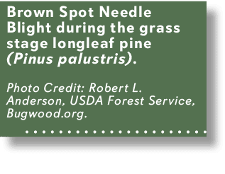 Brown Spot Needle Blight during the grass stage longleaf pine (Pinus palustris). Photo Credit: Robert L. Anderson, US...