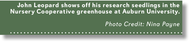 John Leopard shows off his research seedlings in the Nursery Cooperative greenhouse at Auburn University. Photo Credi...