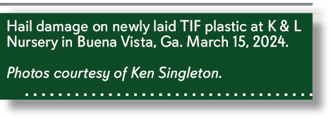 Hail damage on newly laid TIF plastic at K & L Nursery in Buena Vista, Ga. March 15, 2024. Photos courtesy of Ken Sin...