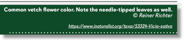 Common vetch flower color. Note the needle tipped leaves as well. © Reiner Richter https://www.inaturalist.org/taxa/5...