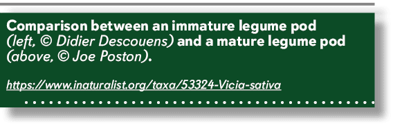 Comparison between an immature legume pod (left, © Didier Descouens) and a mature legume pod (above, © Joe Poston). h...