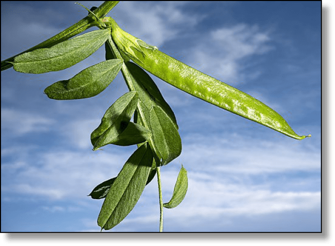 (MHNT) Vicia sativa - immature fruit
